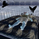 Illustration for article titled Japanese Dream Homes? No, Nightmare Homes the Internet Hates.
